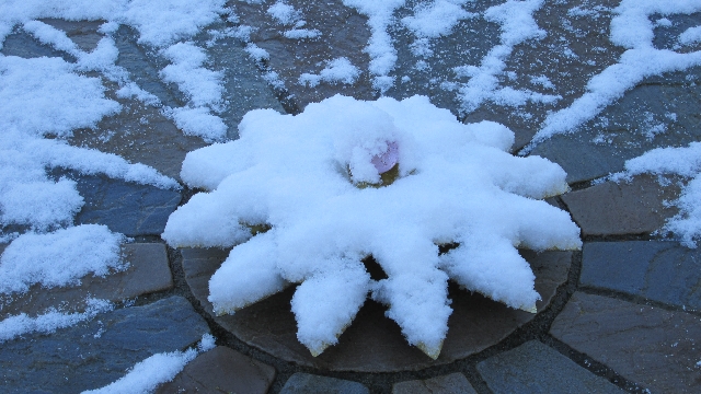 snowy-compass
