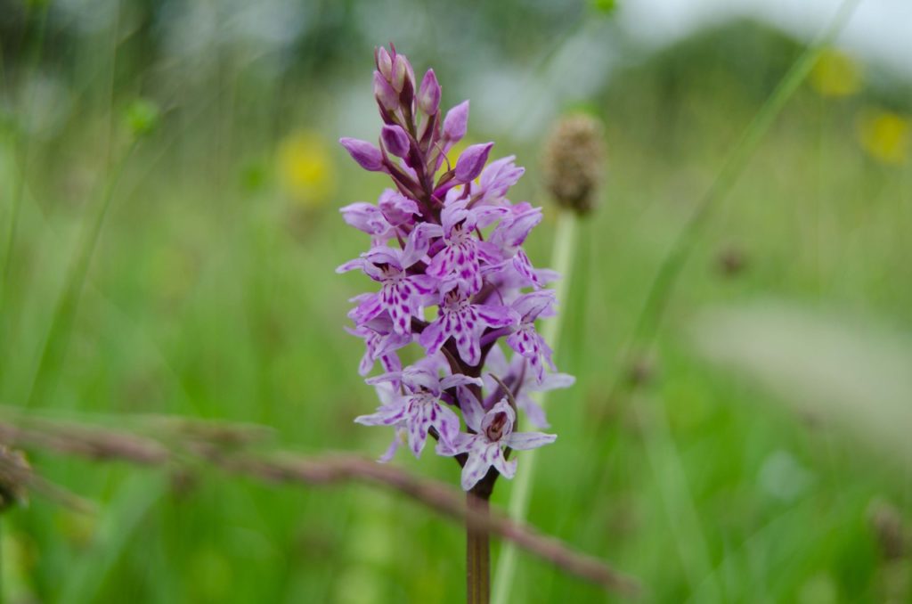 Heath Spotted Orchid