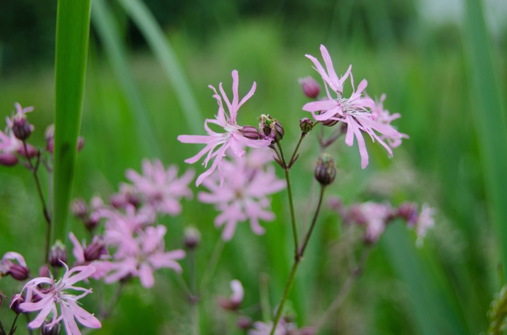 Ragged Robin