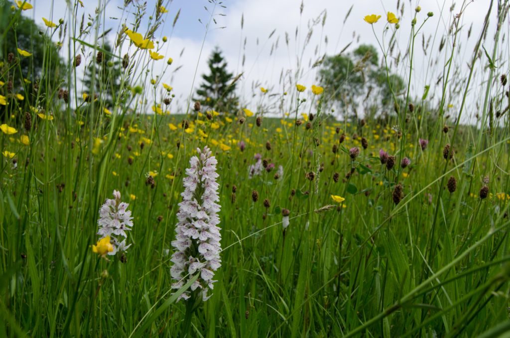 Spotted Orchid